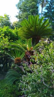 Hotel Lucciola - Bordighera - 6
