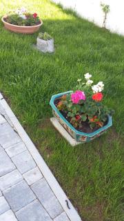 moonflower - Pliskovica - 3