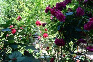 Marianna's Rooms - Skala Eresou - 6