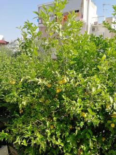 Lemontree - Atene - 4