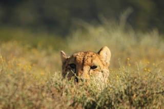 Mount Camdeboo Private Game Reserve by NEWMARK - Graaff-Reinet - 2