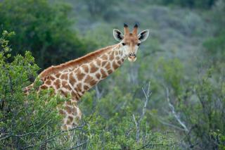 Mount Camdeboo Private Game Reserve by NEWMARK - Graaff-Reinet - 1