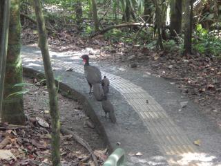 La Selva Biological Station - Sarapiquí - 2