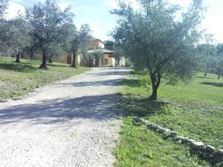 L' oliveraie - Mirabel-aux-Baronnies - 2