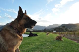 Bo La Motte Farm Cottages - Franschhoek - 1