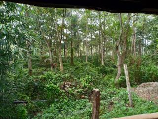 Siddhartha Wildlife Retreat - Meghauli - 4