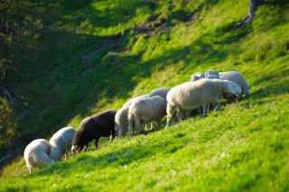 Turistična kmetija Čerček - 3