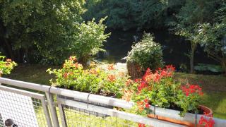 FeWo Lüneburger Heide - Aurelia - 5