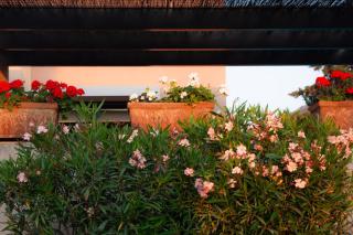 Villa Rosa with private pool, Athens Riviera - 5