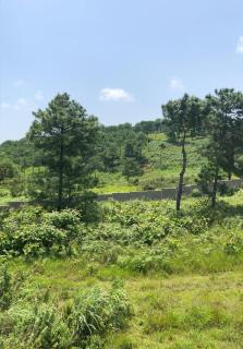 Da Blanche - Shillong - 3