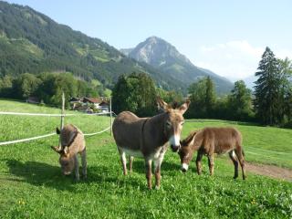 Ferienhof Alfred Albrecht - Oberstdorf - 8