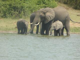 Irungu Forest Safari Lodge - Katunguru - 6
