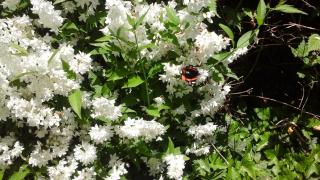 Lavanda e Rosmarino - 1