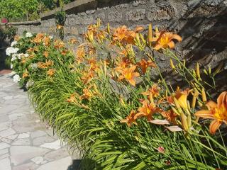 Fidanza House - Bagnoregio - 4