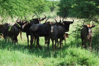 Makhato Bush Lodge 109 - 5