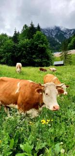 Familienbauernhof Winkelhof - 2