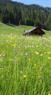 B&B Schlossar Haus - Sappada - 8