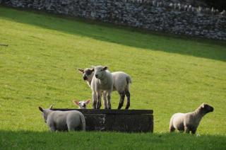 Buttercup Glamping Pod - 5