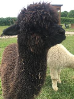 Domaine du vieux chêne - 5