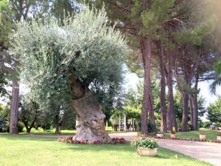 Agriturismo La Stornara, Petfriendly & EV Friendly - 2