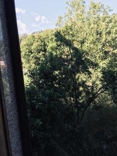 Versilia Garden Rooms - 1