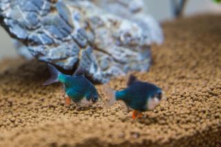 B&B AQUARIUM - San Benedetto del Tronto - 1