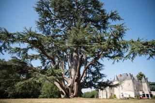 Château de Piolant - Dangé - 8