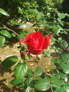 Giardino delle rose - Lido di Fermo - 4