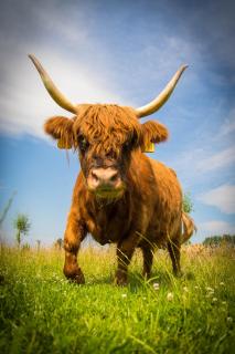 Bed & Breakfast Bos en Weide - 1