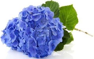 Villa Les Hortensias B&B - Arcangues - 7