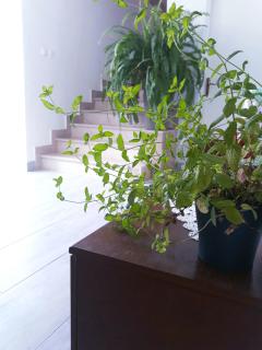 Apartmani i soba Andrijasevic - Makarska - 3