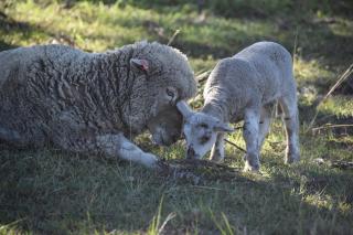 Clandulla Cottages & Farmstay - 5