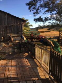 Clandulla Cottages & Farmstay - 2