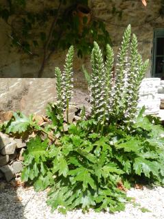 Les Acanthes - Lauris - 1