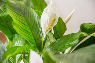 CRYS: Apartments, Holiday, Business, Blu - Verona - 4