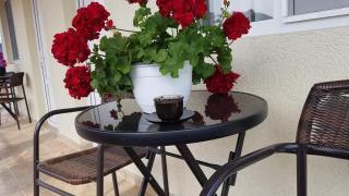 Adelina Guesthouse - Costinesti - 1