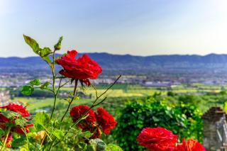 Casa delle rose - Montemurlo - 8