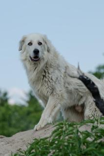 Maja - 2