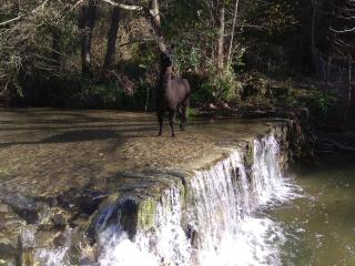 Chambre Cévennes: Piscine, lamas, rivière - Cros - 6