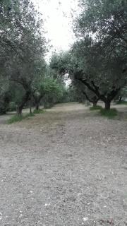 La Foresteria- Azienda agricola Garra - 8