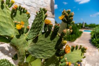 WePuglia - Trullo Rampone - Martina Franca - 3