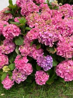 Villa Les Hortensias B&B - Arcangues - 3