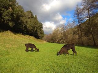 Chambre Cévennes: Piscine, lamas, rivière - Cros - 5