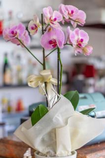 Hotel Ascot - Cervia - 1