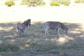 Welbedacht Game & Nature Reserve - Tulbagh - 7