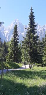 Nigritella - Kranjska Gora - 7