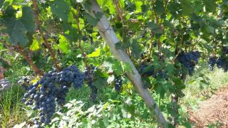 Laghi d'Insubria - 1