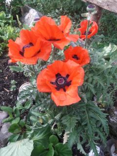 Hilde - Lungötz - 3