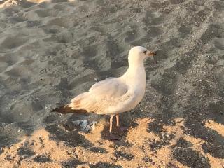 Le beau coin (belle-etage) - De Panne - 6