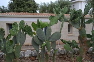 Masseria Romagnolo - 4